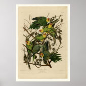 Poster Carolina Parrot (Devant)