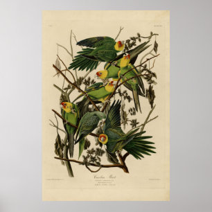 Poster Carolina Parrot from Audubon's Birds of America