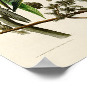 Poster Carolina Parrot John Audubon Oiseaux américains (Coin)