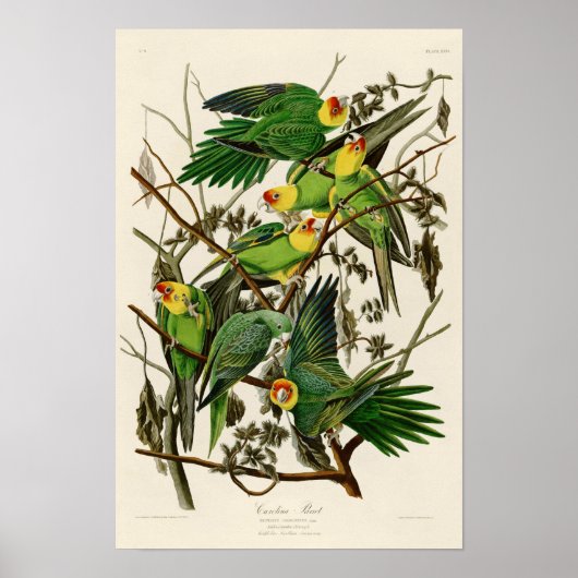Poster Carolina Parrot John Audubon Oiseaux américains (Devant)