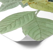 Poster Carolina Pigeon Audubon Morning Dove (Coin)