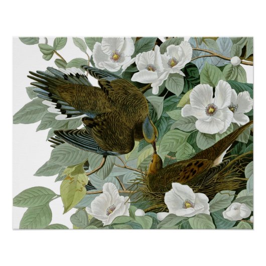 Poster Carolina Pigeon Audubon Morning Dove (Devant)