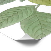 Poster Carolina Pigeon Audubon Morning Dove (Coin)