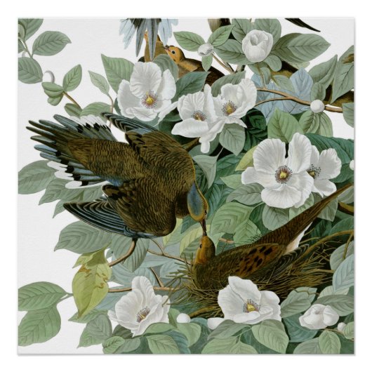 Poster Carolina Pigeon Audubon Morning Dove (Devant)