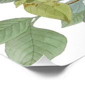 Poster Carolina Pigeon Audubon Morning Dove (Coin)