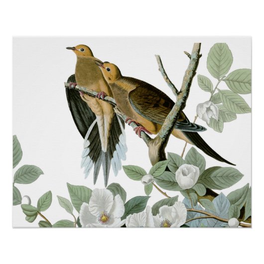 Poster Carolina Pigeon Audubon Morning Dove (Devant)
