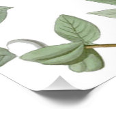 Poster Carolina Pigeon Audubon Morning Dove (Coin)