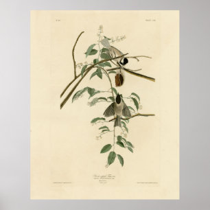 Poster Carolina Titmouse de Audubon's Birds of America