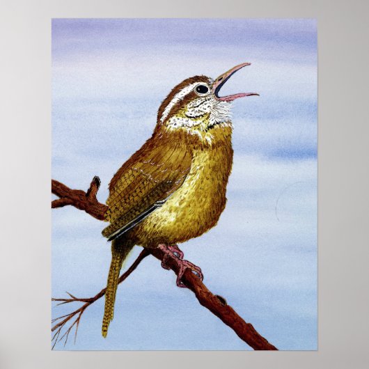 Poster Carolina Wren (Devant)