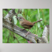 Poster Carolina Wren (Devant)