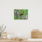 Poster Carolina Wren (Cuisine)