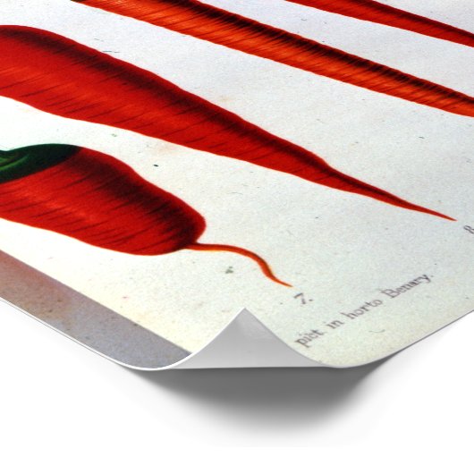 Poster Carottes (Coin)