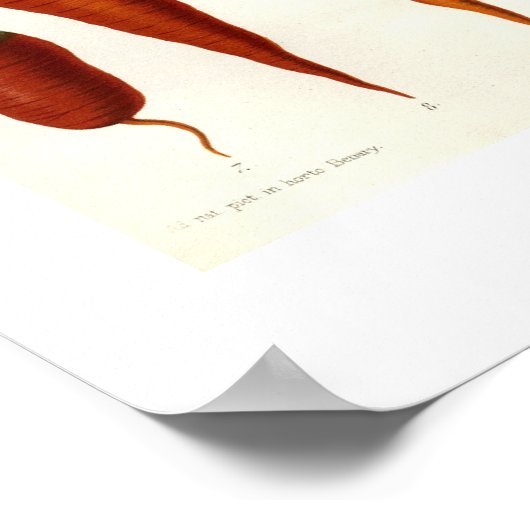 Poster Carottes (Coin)