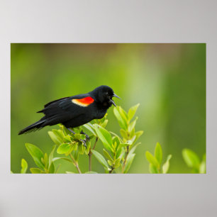 Poster Carouge à épaulettes (Agelaius Phoeniceus)