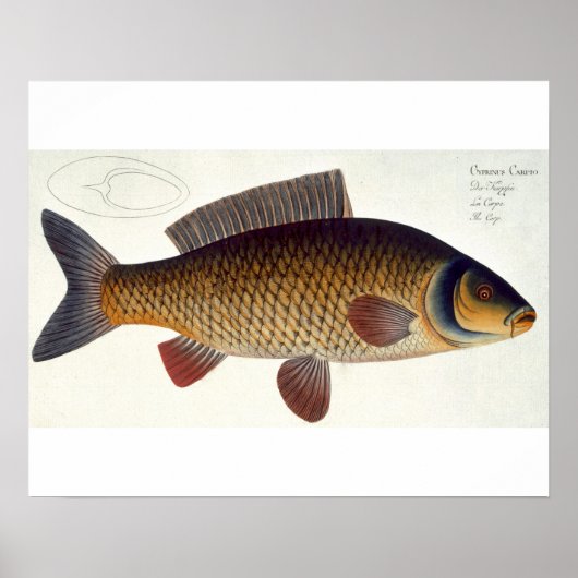Poster Carpe (Cyprinus Carpio) plaque XVI de 'Ichthyologi (Devant)