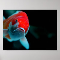 Carpe de Koi