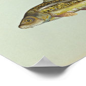 Poster Carpe miroir (Coin)