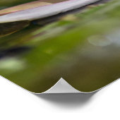 Poster Carpe personnelle Diem nénuphar blanc (Coin)