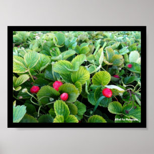 Poster Carré de Fraises