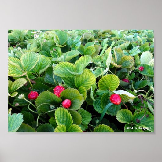 Poster Carré de Fraises (Devant)