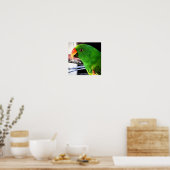 Poster Carré Eclectus Parrot (Cuisine)