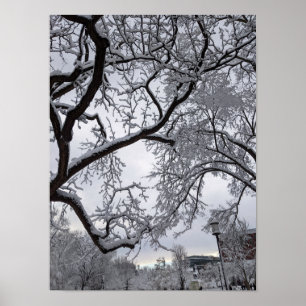 Poster Carré Lafayette, arbres enneigés