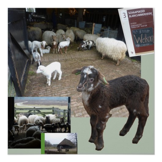 Poster Carré Sheepfold with Lambs (Devant)