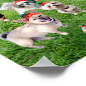 Poster Carrot Top Bunny Daycare 2015 (Coin)