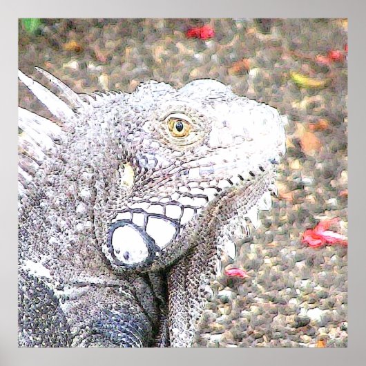 Poster CArt Iguana (Devant)