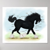 Poster Carte anatomique éducative du Cheval de la Côte No (Devant)