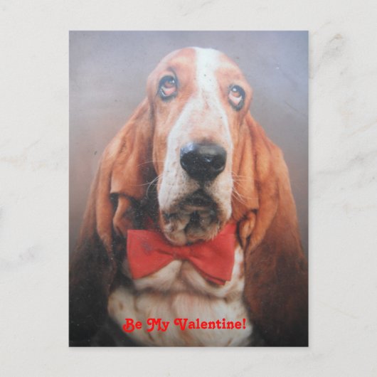 Poster Carte Basset Hound Dans Red Bow Cravate, Be (Devant)