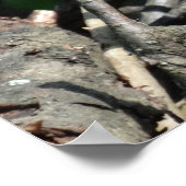 Poster Carte d'affichage Green Lizard Photo Value (Coin)