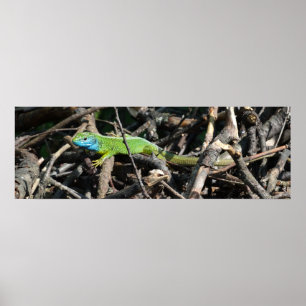 Poster Carte d'affichage Green Lizard Photo Value