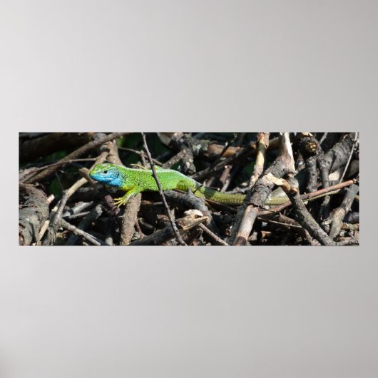 Poster Carte d'affichage Green Lizard Photo Value (Devant)