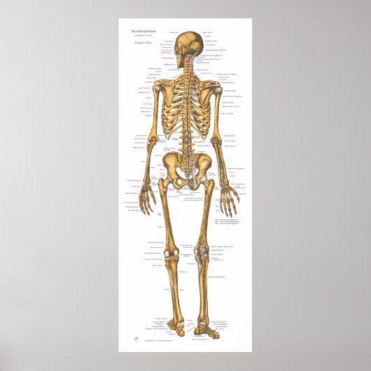 Poster Carte d'anatomie du système de squelette humain (Devant)