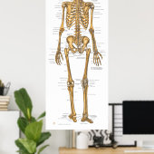 Poster Carte d'anatomie du système de squelette humain (Bureau à domicile)