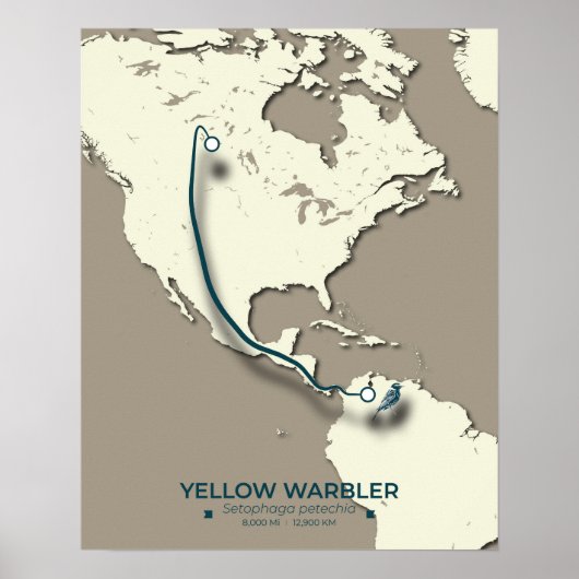 Poster Carte de migration de la Paruline Jaune - Minimali (Devant)