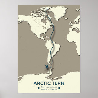Poster Carte de migration des sternes arctiques - Vintage