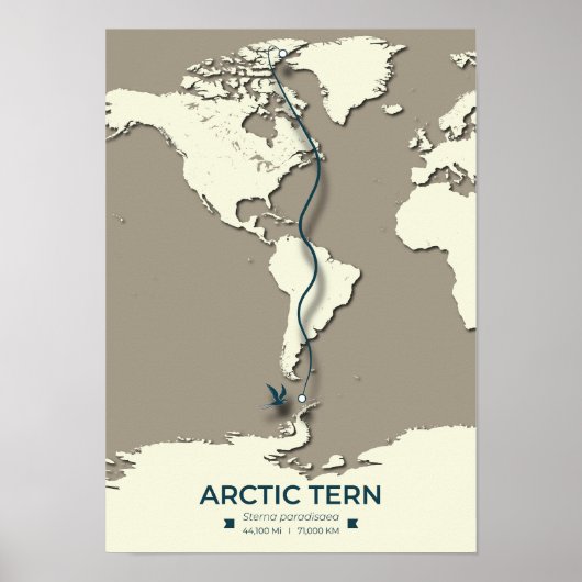 Poster Carte de migration des sternes arctiques - Vintage (Devant)