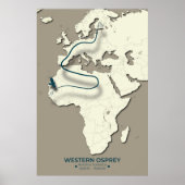 Poster Carte de migration du balbuzard occidental - Vinta (Devant)