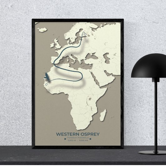 Poster Carte de migration du balbuzard occidental - Vinta
