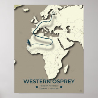 Poster Carte de migration du balbuzard occidental - Vinta