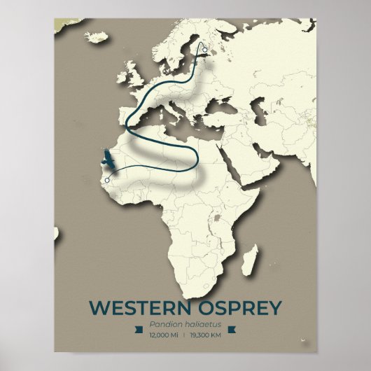 Poster Carte de migration du balbuzard occidental - Vinta (Devant)