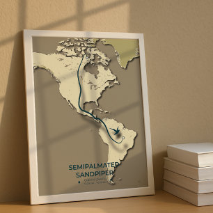 Poster Carte de migration du bécasseau semi-palmé - minim