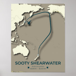 Poster Carte de migration Sooty Shearwater - Minimaliste