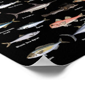 Poster Carte d'identification du poisson vintage (Coin)
