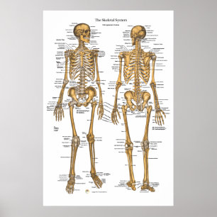 Poster Carte du système Skeletal humain avec ligaments, t