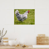 Poster Carte postale de poule noire et blanche (Cuisine)
