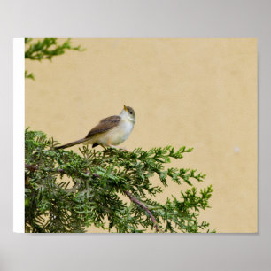 Poster Carte postale du moineau