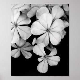 Poster carte postale en noir et blanc